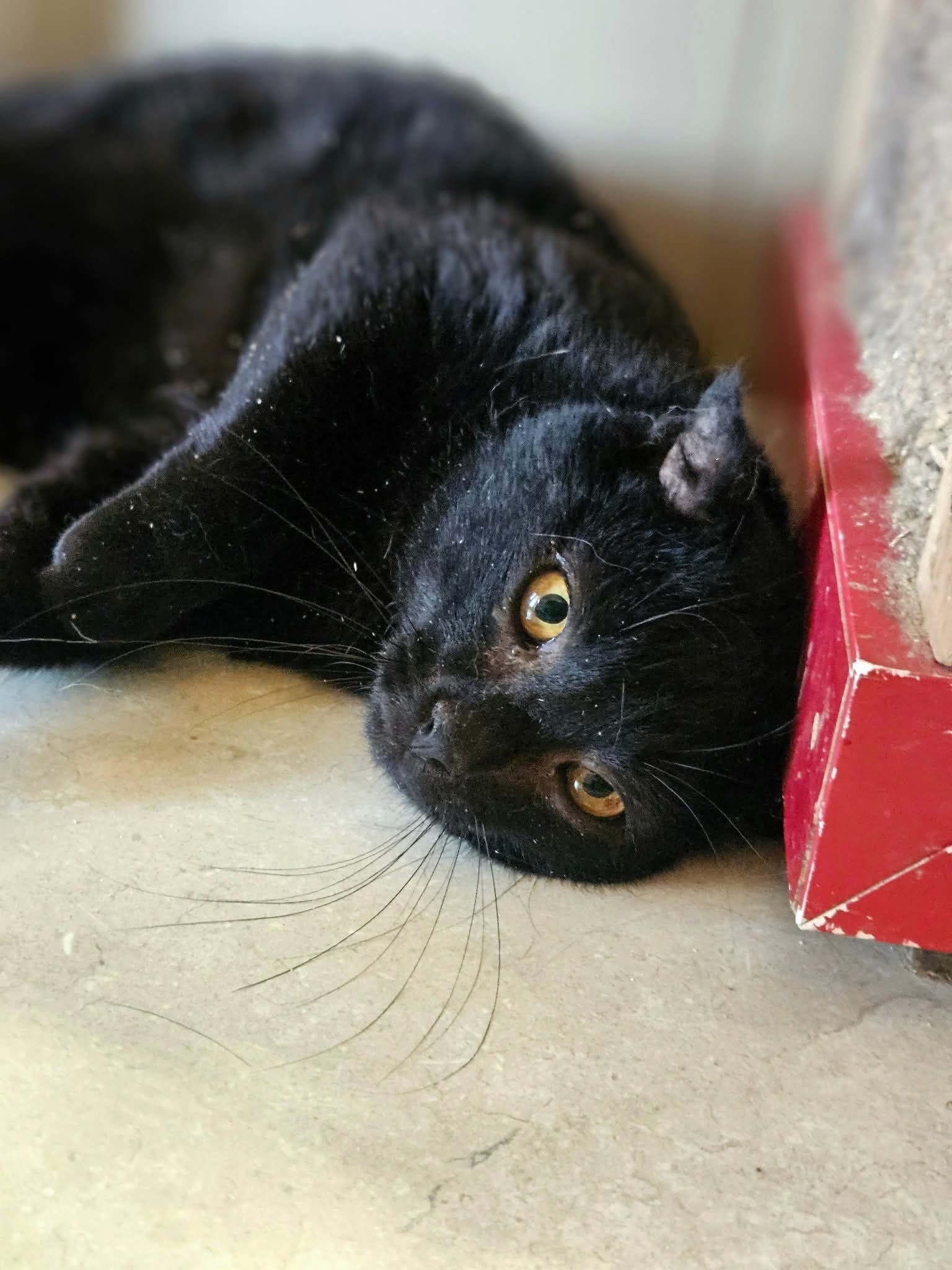 A sleek black cat is laying belly-up on the floor and is playing with something
