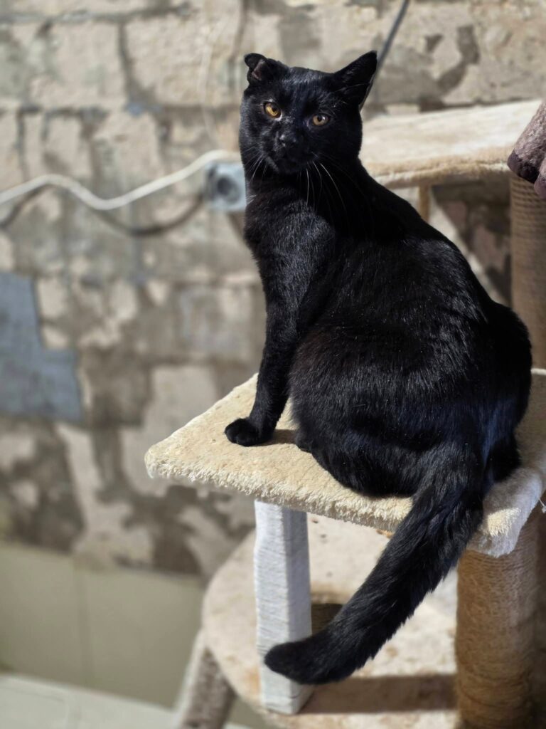 A sleek black cat with amber eyes is sitting on a cat tree in the sun and looking at the camera