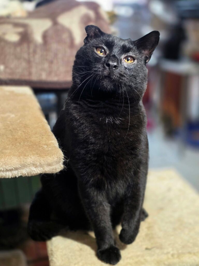 A sleek black cat with amber eyes is sitting on a shelf in the sun and looking up