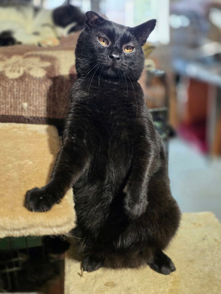A sleek black cat with amber eyes is standing on a cat tree shelf with one paw on a shelf above him