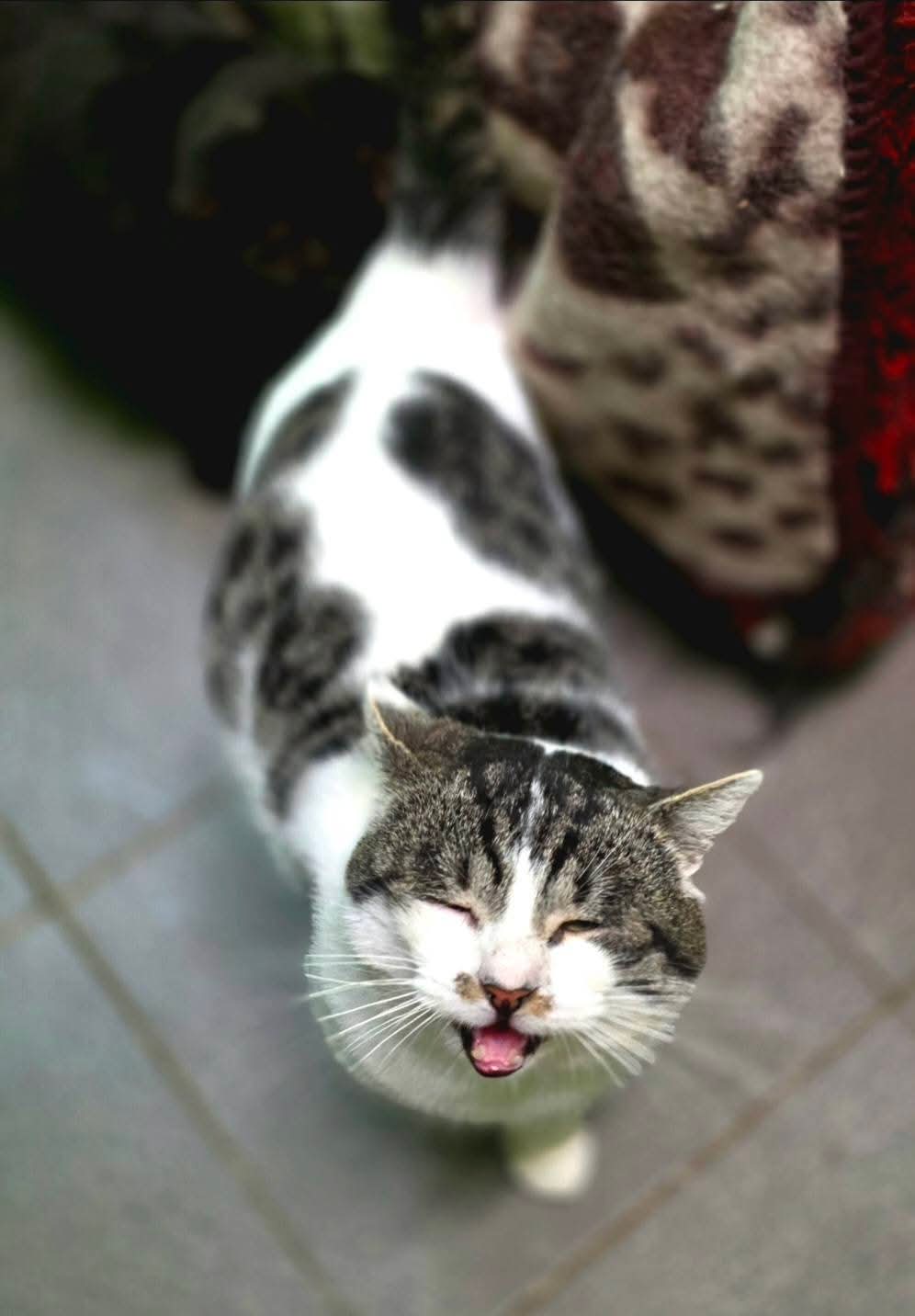 A black and white cat is standing on the floor, looking up, and meowing.