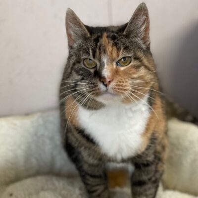 A calico cat is standing a cat bed