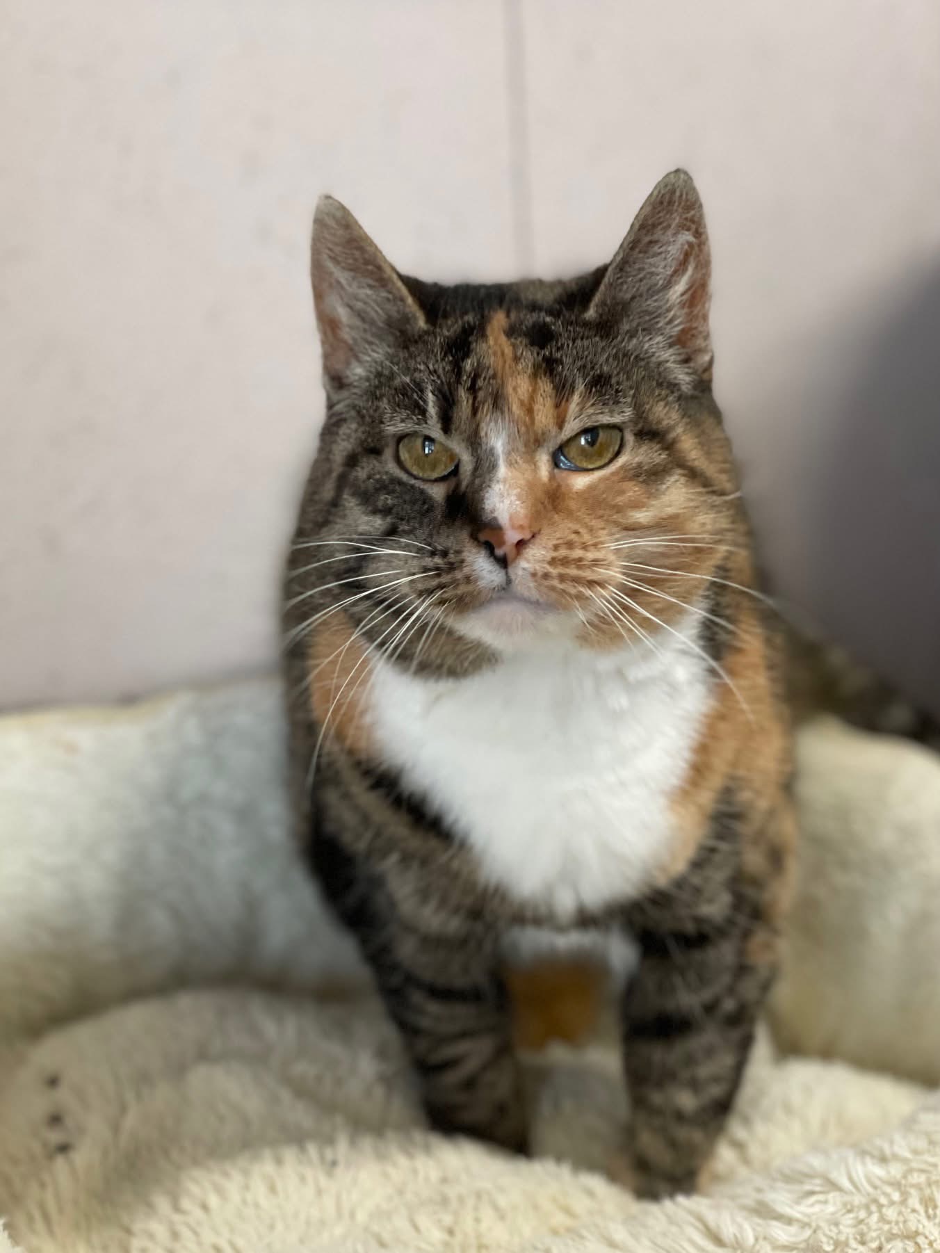 A calico cat is standing a cat bed