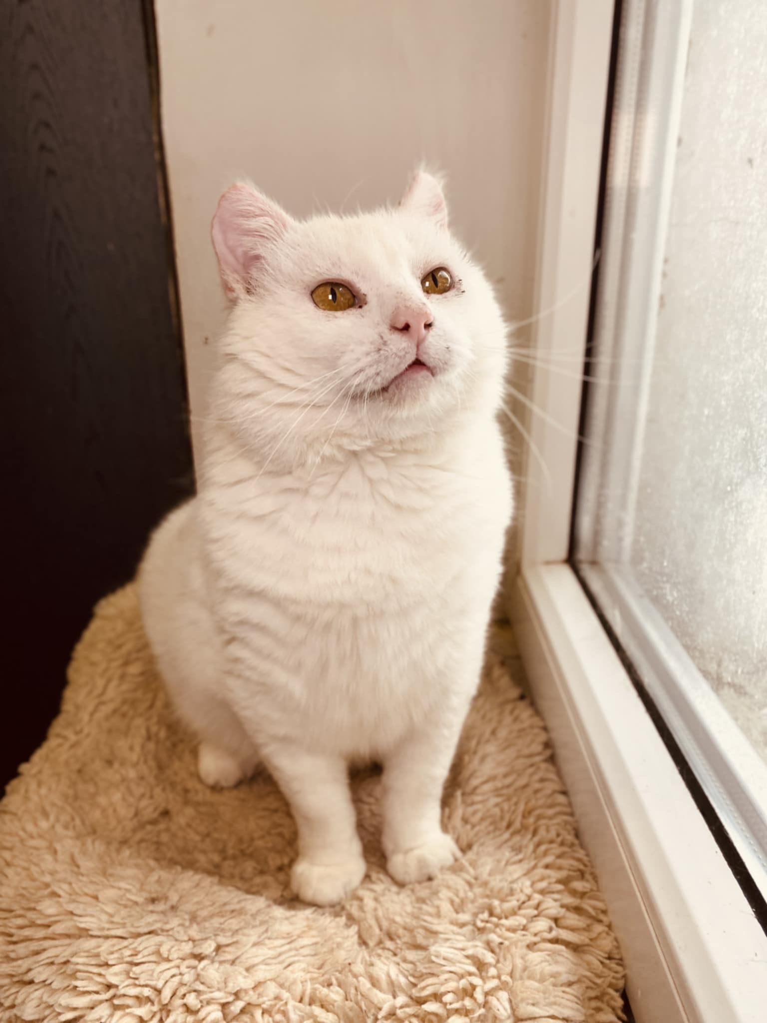 A round white cat is sitting on a ledge next to a window