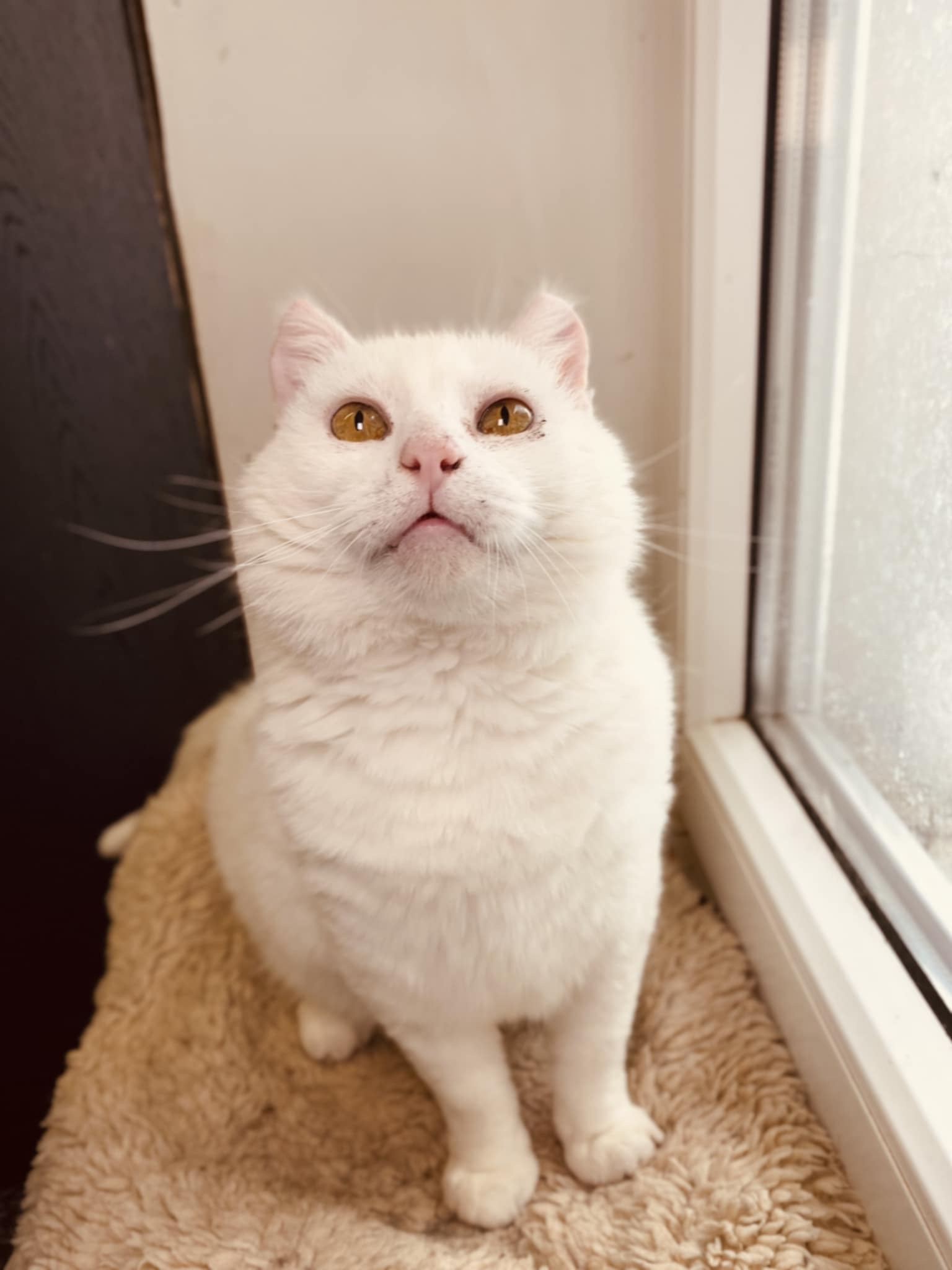 A round white cat is sitting on a ledge next to a window