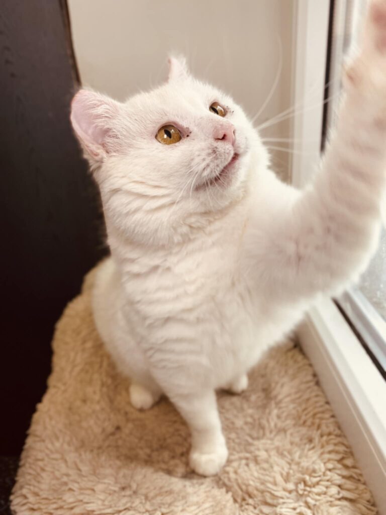 A round white cat is sitting on a ledge next to a window. One paw is outstretched and touching the window