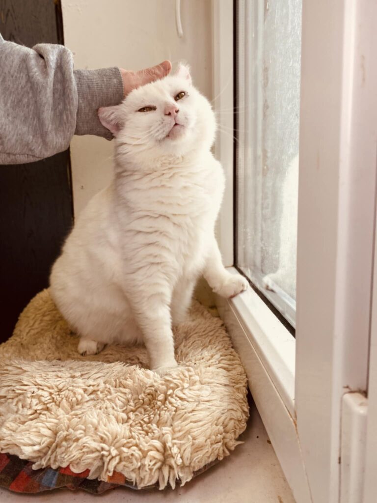 A round white cat is sitting on a ledge next to a window. Someone is petting him and he has one paw on the window