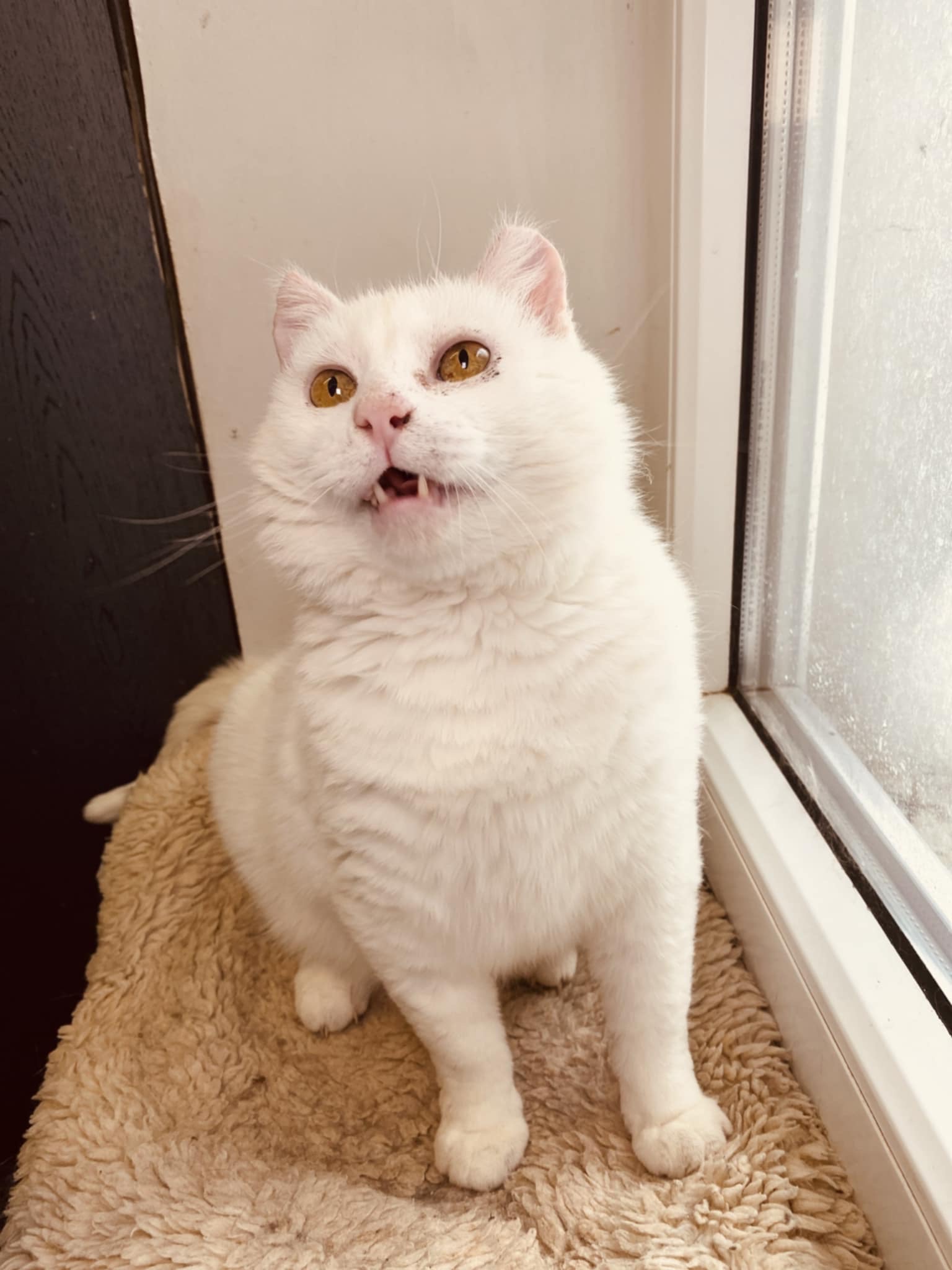 A round white cat is sitting on a ledge next to a window. His mouth is open and we can see his cute teeth