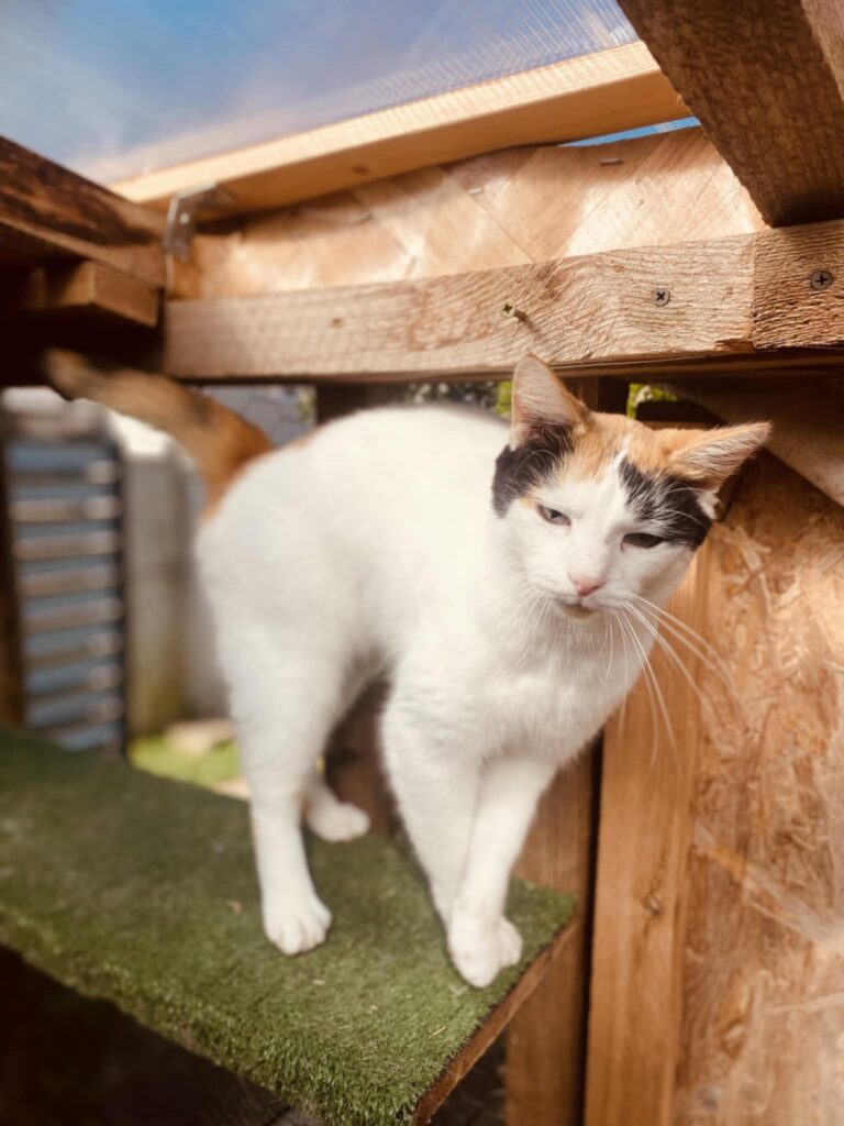 A mostly white tortoiseshell cat with a colorful head is standing on a shelf. 