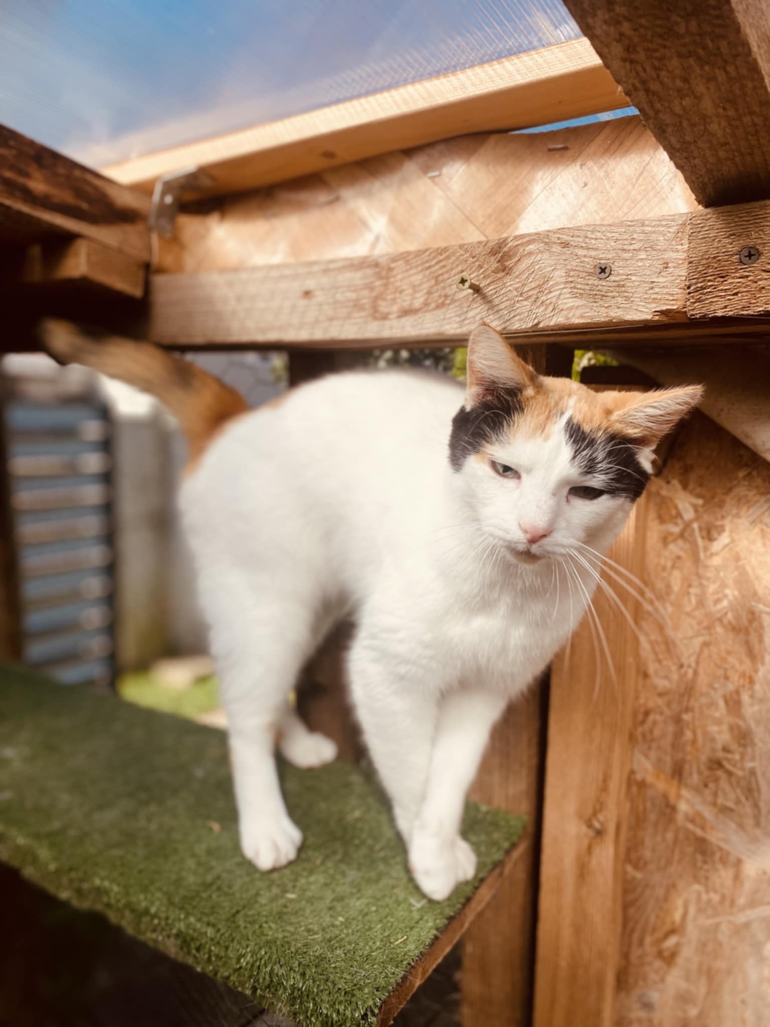 A mostly white tortoiseshell cat with a colorful head is standing on a shelf.