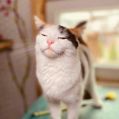 A mostly white tortoiseshell cat with a colorful head is standing on a shelf. Her eyes are closed and she is happy