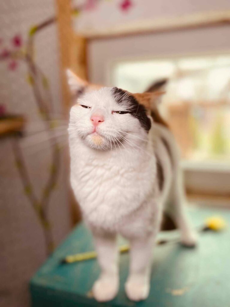 A mostly white tortoiseshell cat with a colorful head is standing on a shelf. Her eyes are closed and she is happy