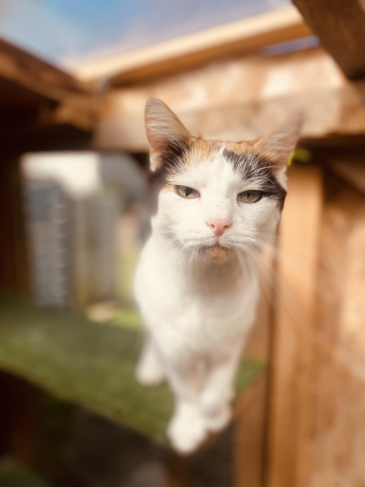A mostly white tortoiseshell cat with a colorful head is standing on a shelf.