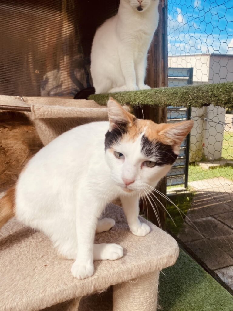 A mostly white tortoiseshell cat is lounging on a cat tree. Her head is colorful