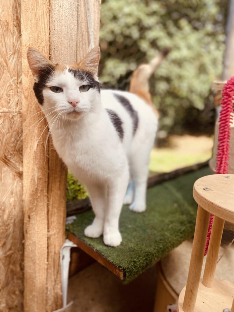 A mostly white tortoiseshell cat is standing on a shelf