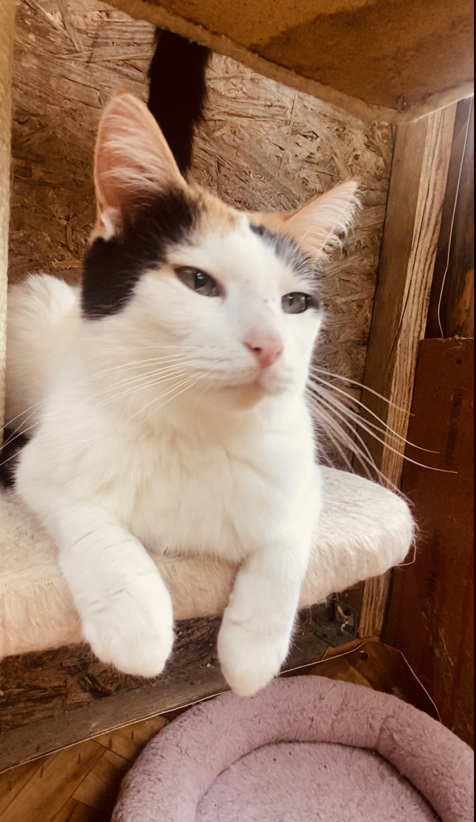 A mostly white tortoiseshell cat is lounging on a cat tree with her feet over a ledge
