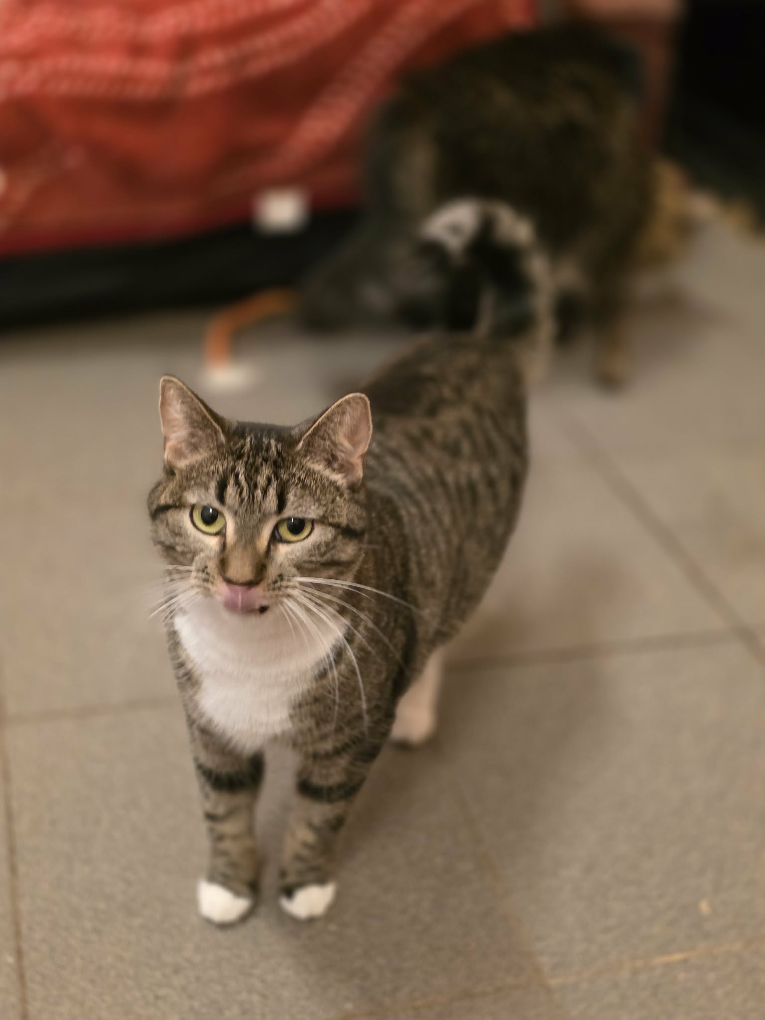 A gray striped tabby cat with a white chest and white paws is standing on the floor and looking up