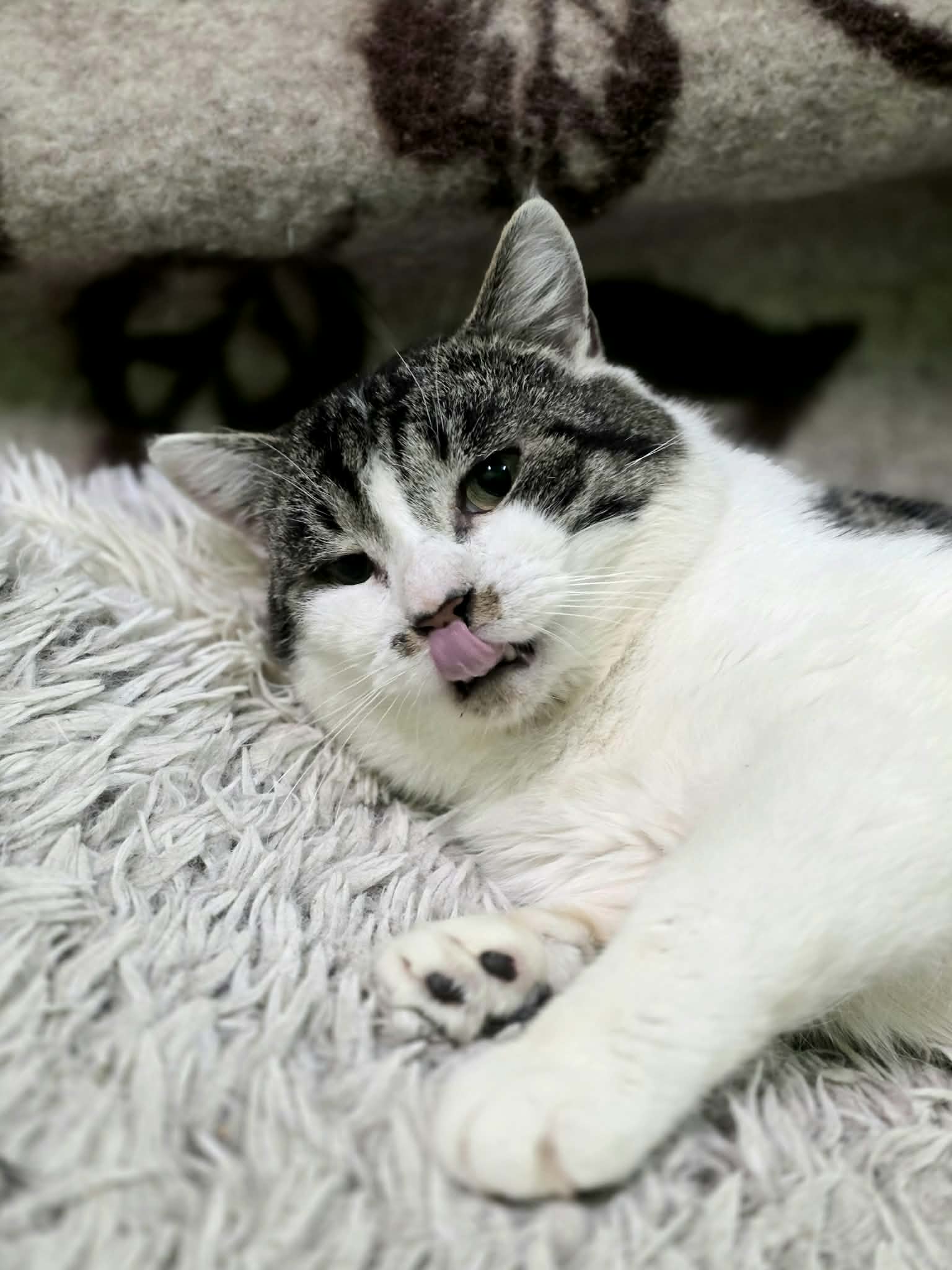 A black / dark gray and white cat is laying on a shag carpet. He is licking his nose and his paws are outstretched