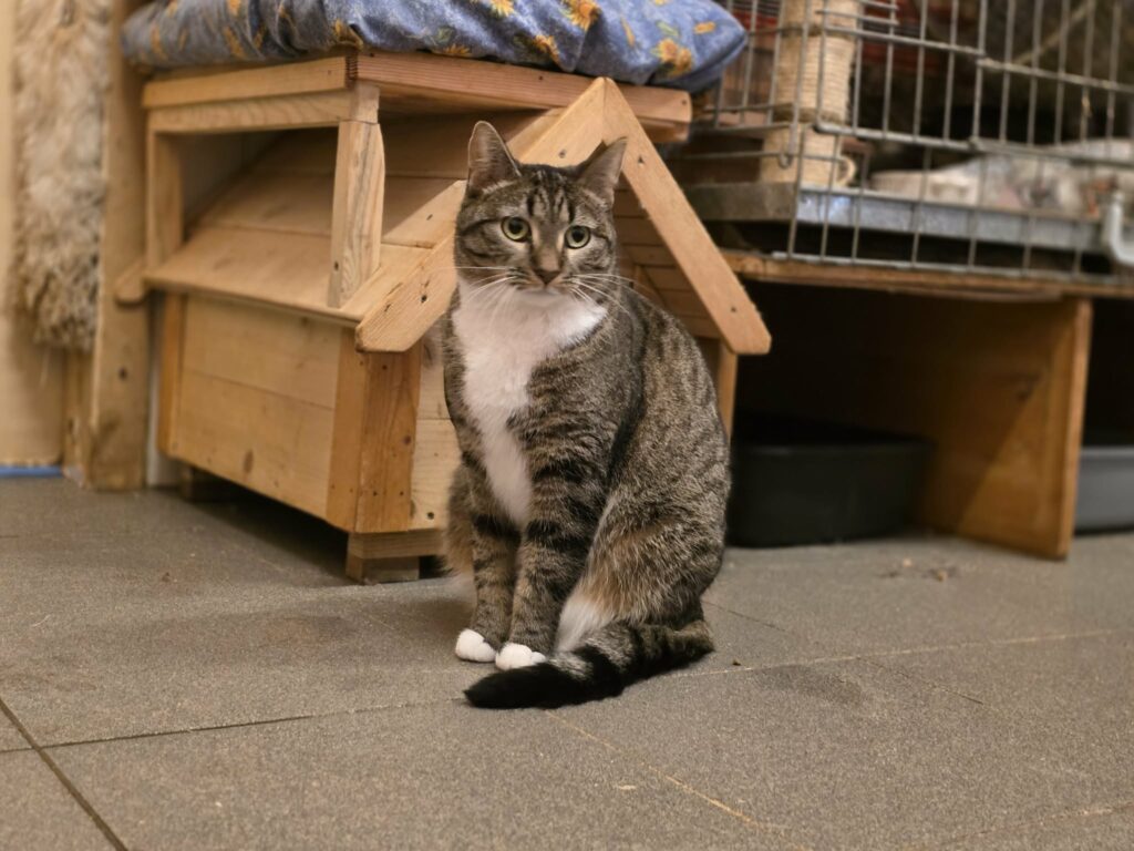 A gray striped tabby cat with a white chest and white paws is sitting on a floor