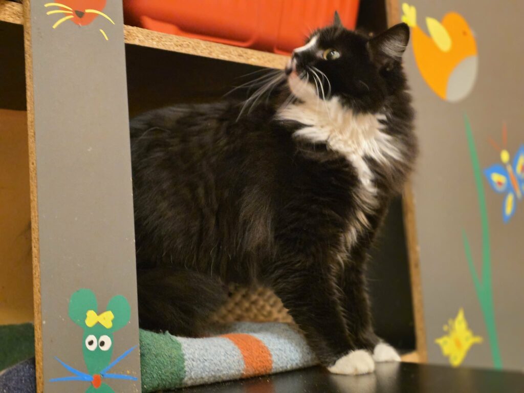 A young tuxedo cat is coming out from a cubby