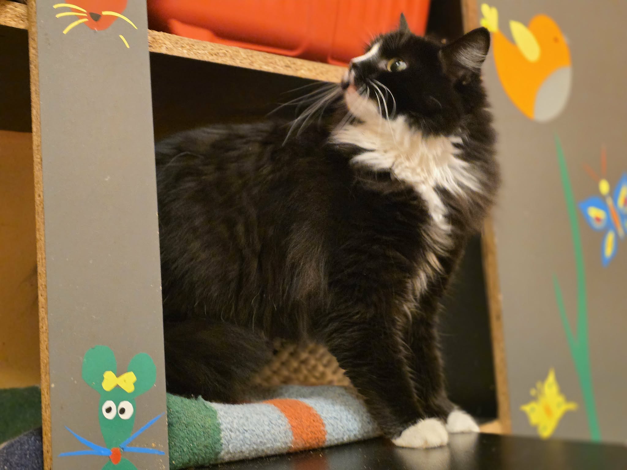 A young tuxedo cat is coming out from a cubby