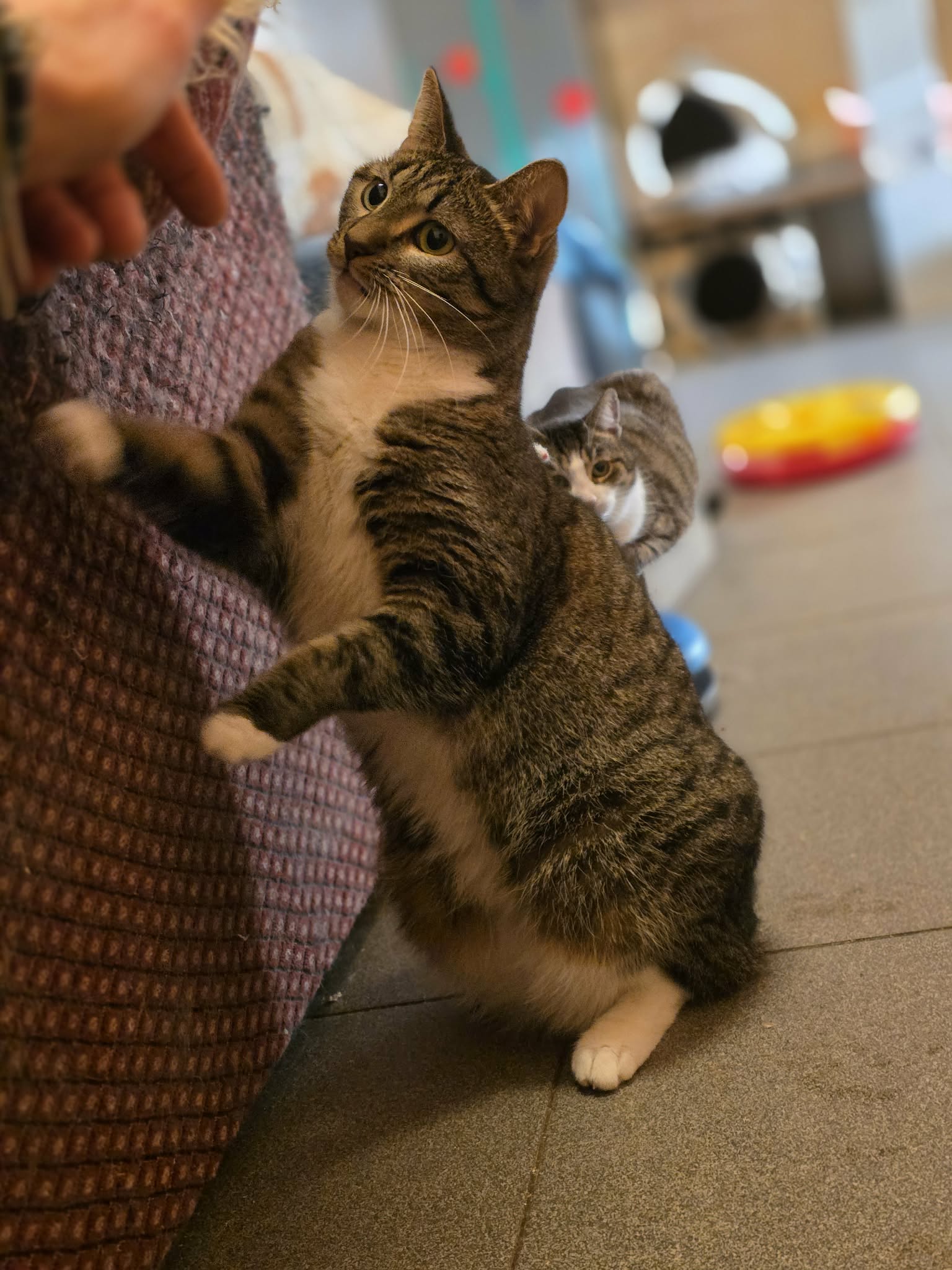 A striped tabby cat with a white chest and white paws is standing on its hind legs with its feet on a white and maroon spotted pillow