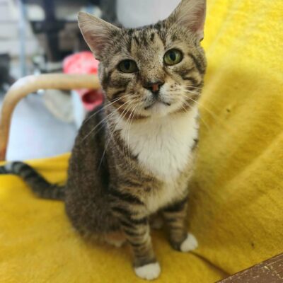 A gray tabby cat with a white chest is sitting on a yellow chair and looking at the camera