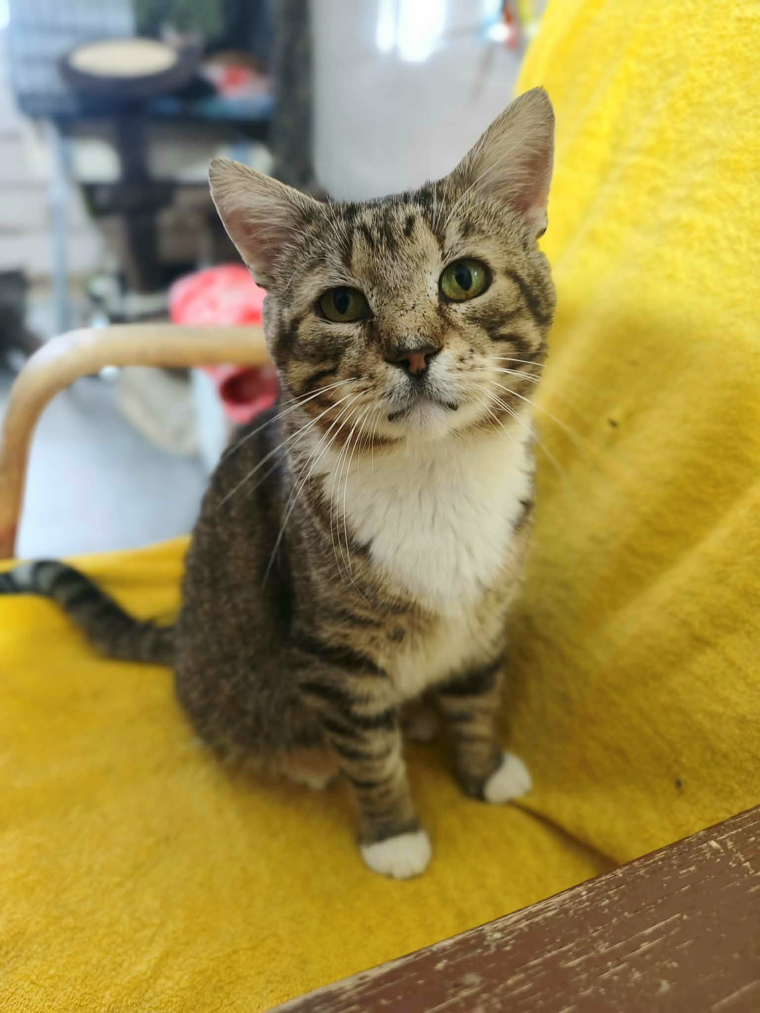 A gray tabby cat with a white chest is sitting on a yellow chair and looking at the camera