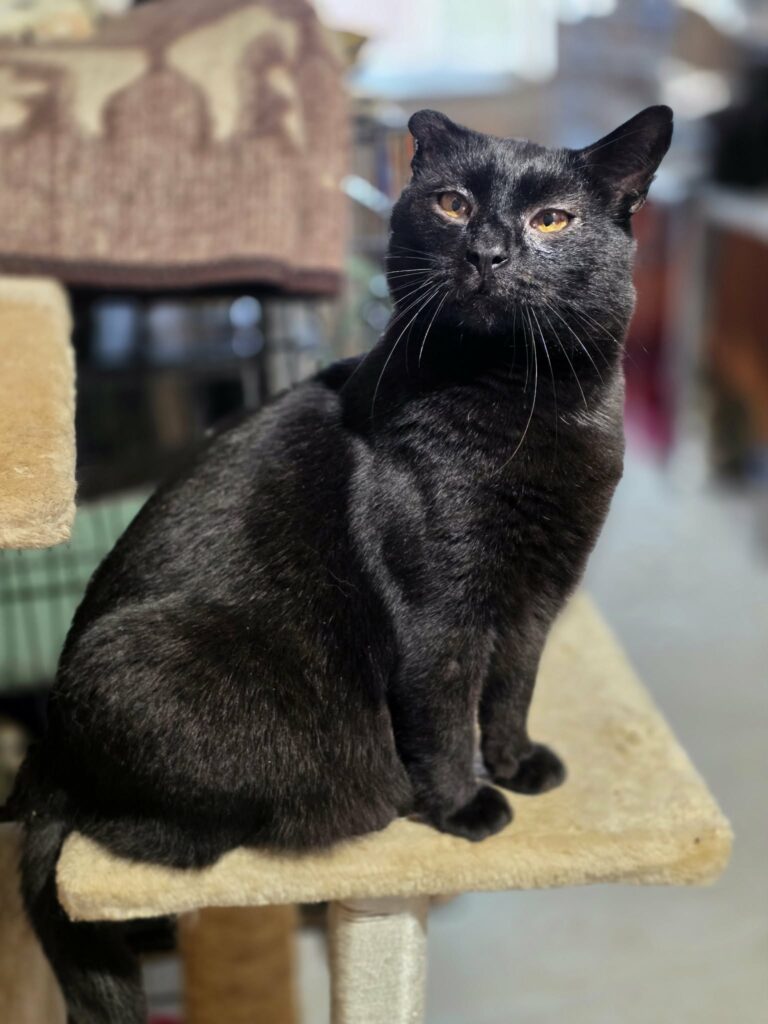 A sleek black cat with amber eyes is sitting on a shelf in the sun and looking up