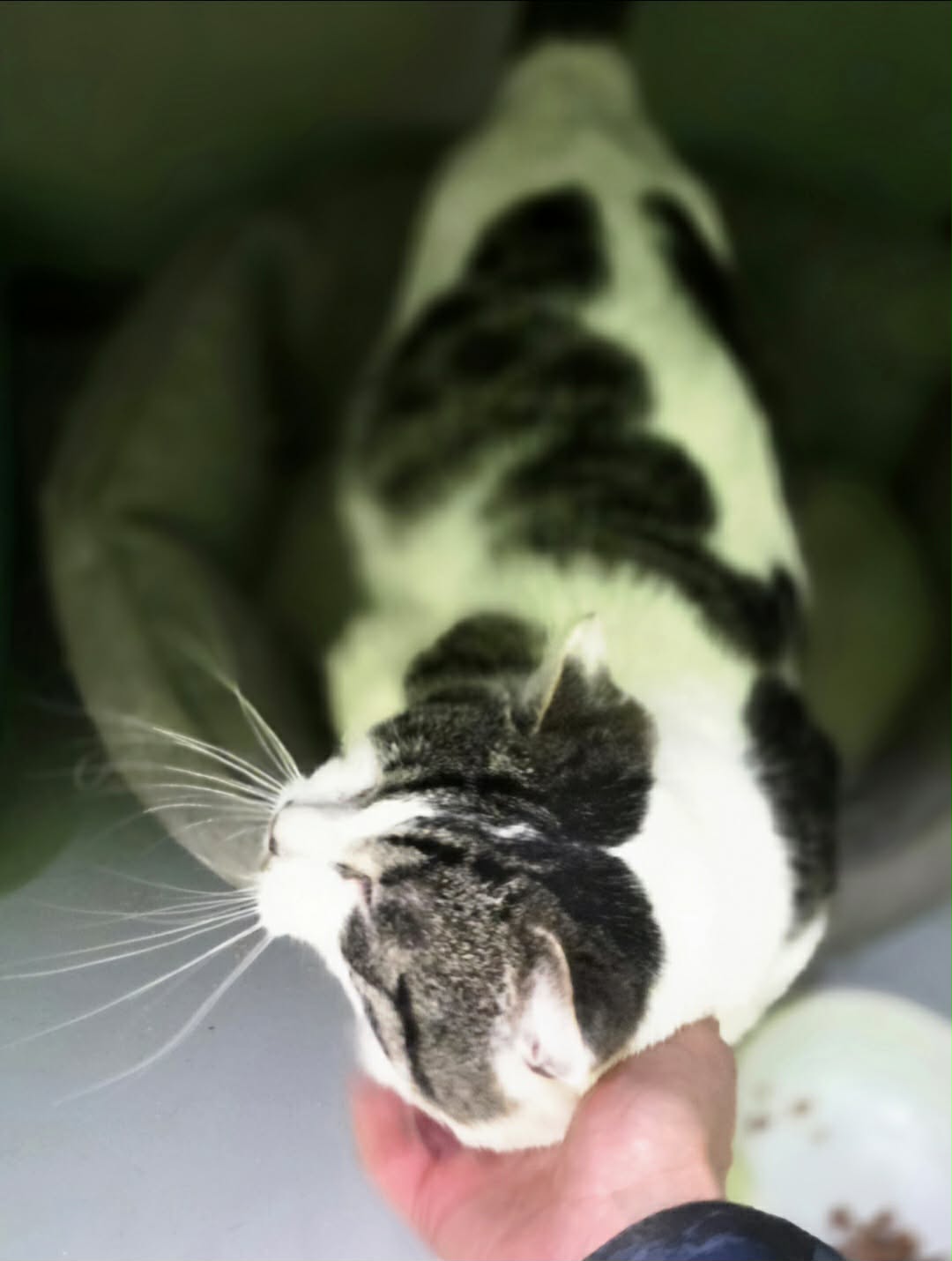 A picture taken from above a black and white cat shows a person scratching the cat's chin