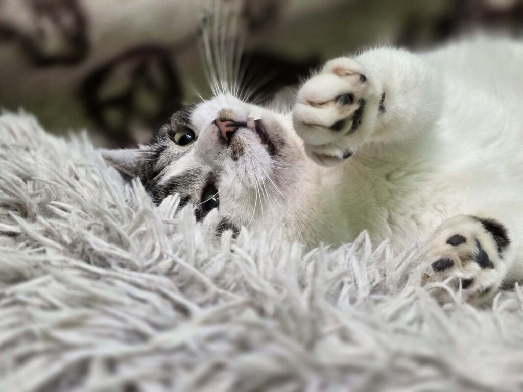 A black / dark gray and white cat is laying on a shag carpet. His front paws are up and he is rolling around