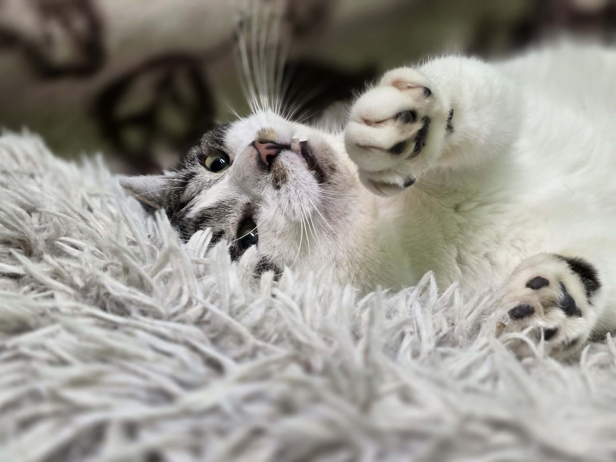 A black / dark gray and white cat is laying on a shag carpet. His front paws are up and he is rolling around