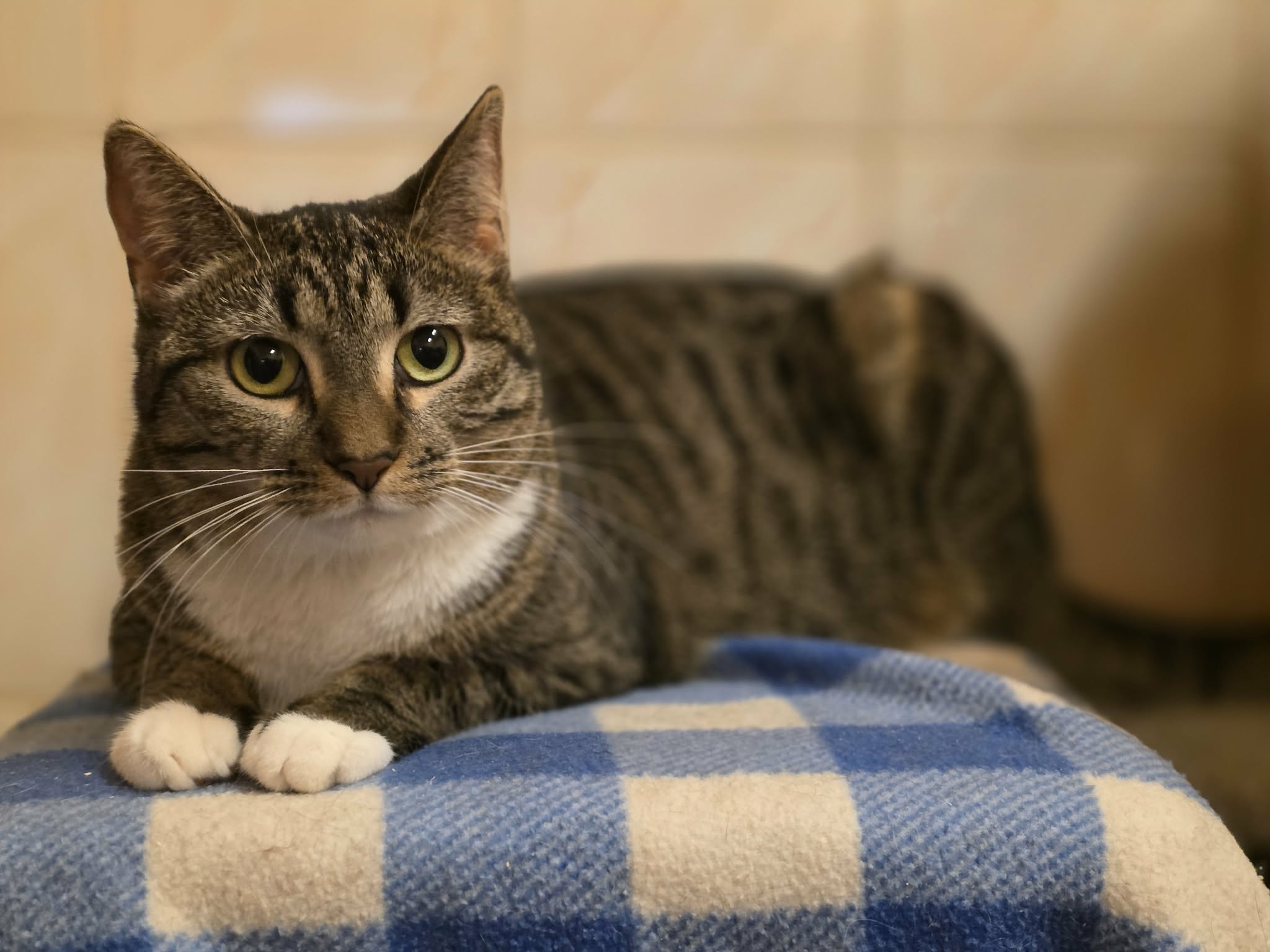 A striped tabby cat with a white chest and white paws is laying on a checkered blanket