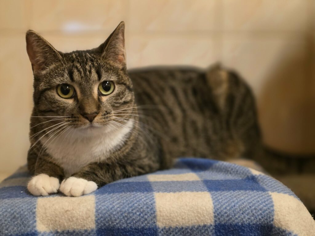 A gray striped tabby cat with white paws is laying on a blue checkered blanket