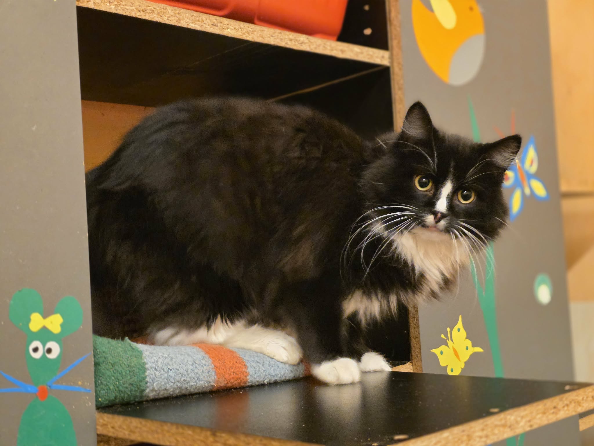 A young tuxedo cat is coming out from under a cubby