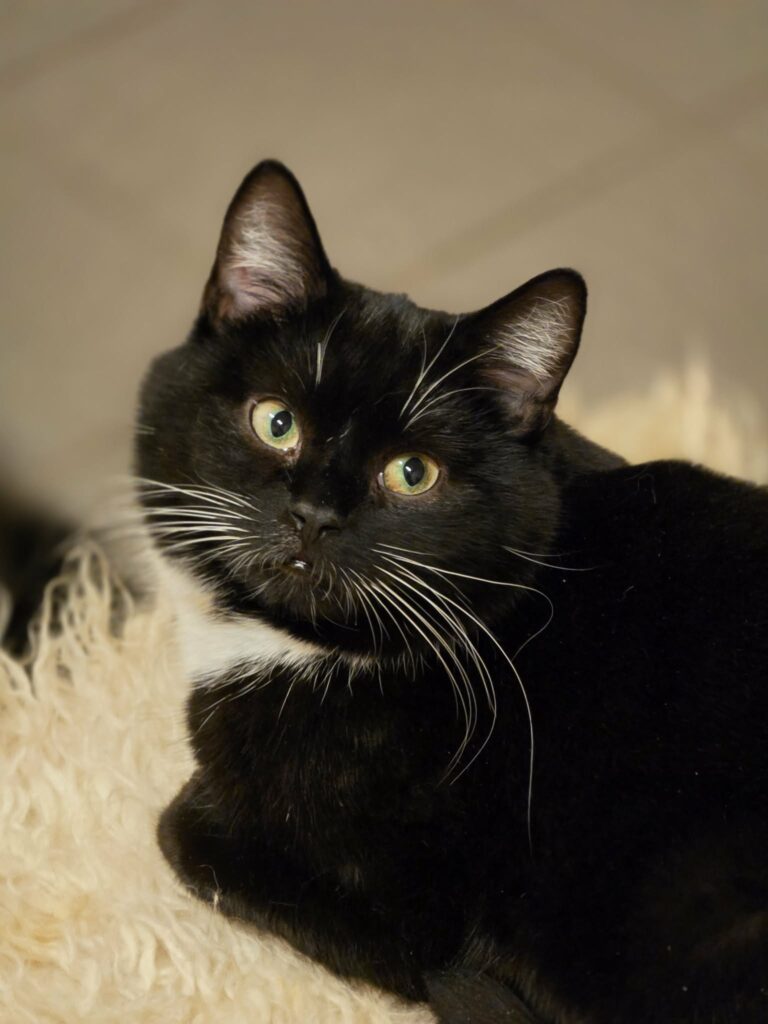 A tuxedo cat with white paws and a chest is sitting on a blanket. She is looking over her shoulder