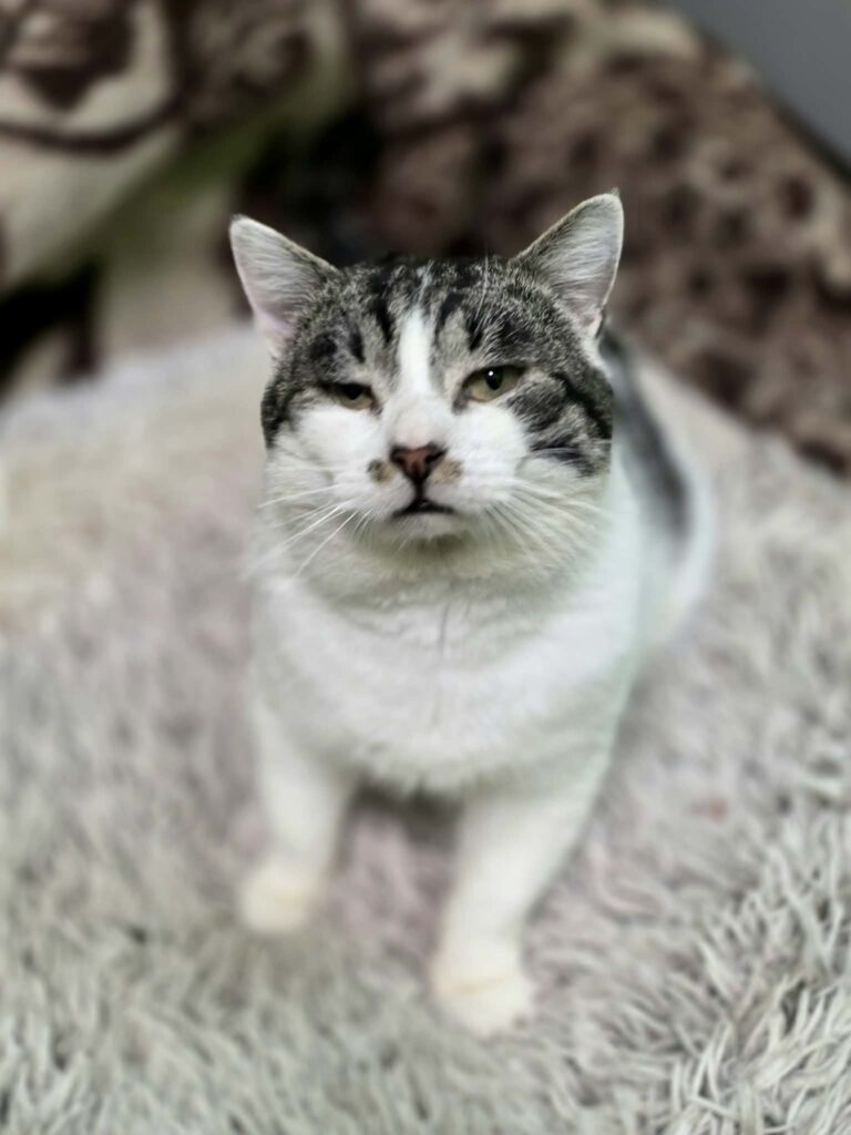 A black / dark gray and white cat is sitting on a shag carpet