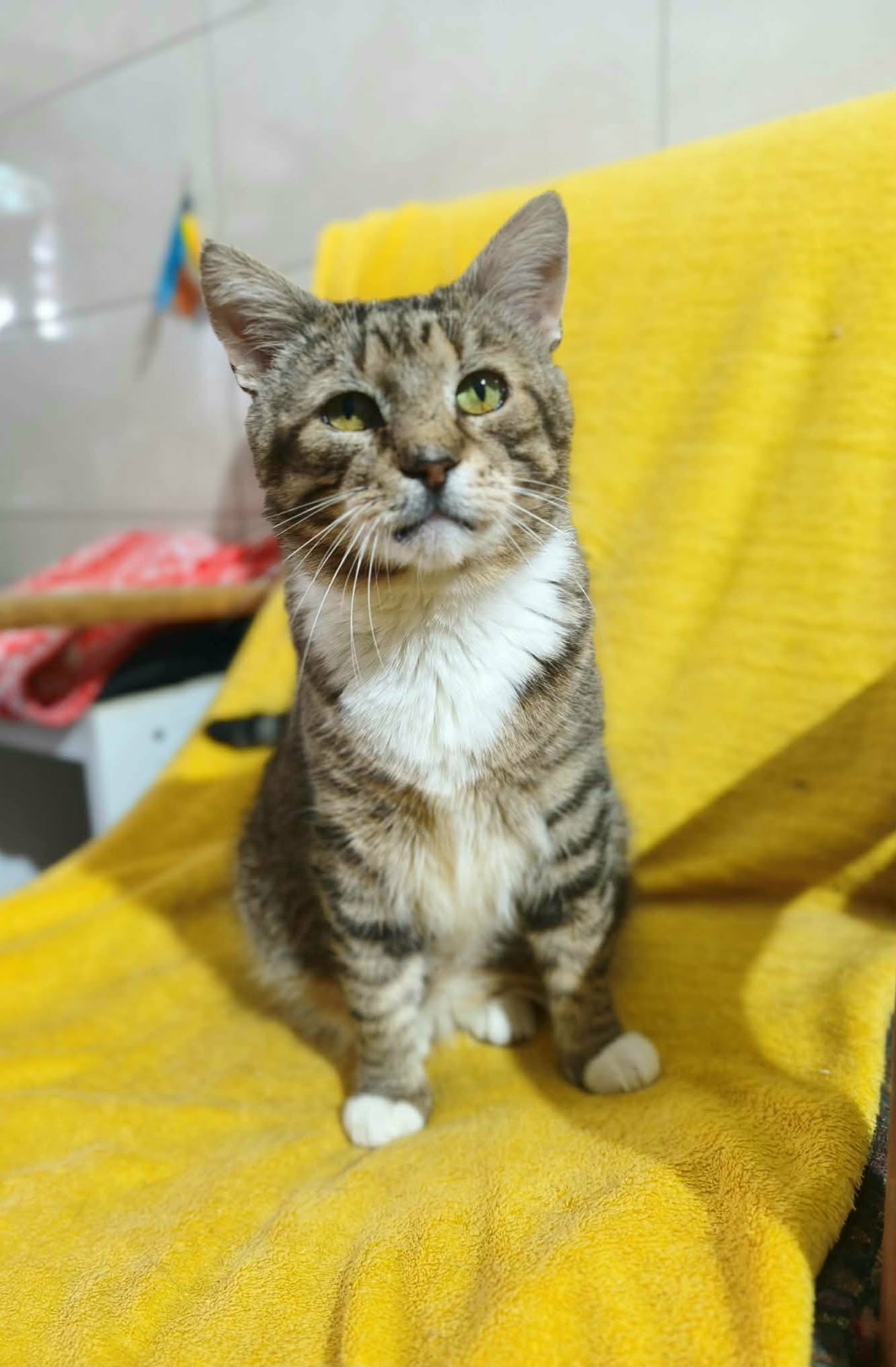 A gray tabby cat with a white chest is sitting on a yellow chair and looking at the camera