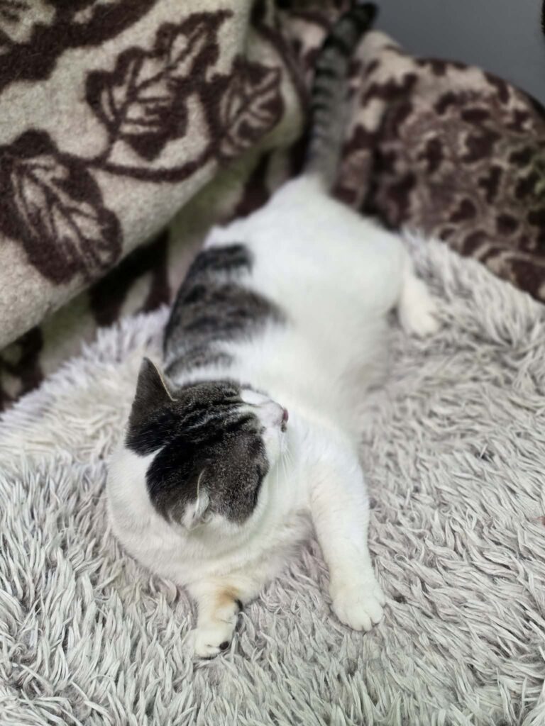 A black / dark gray and white cat is laying on a shag carpet
