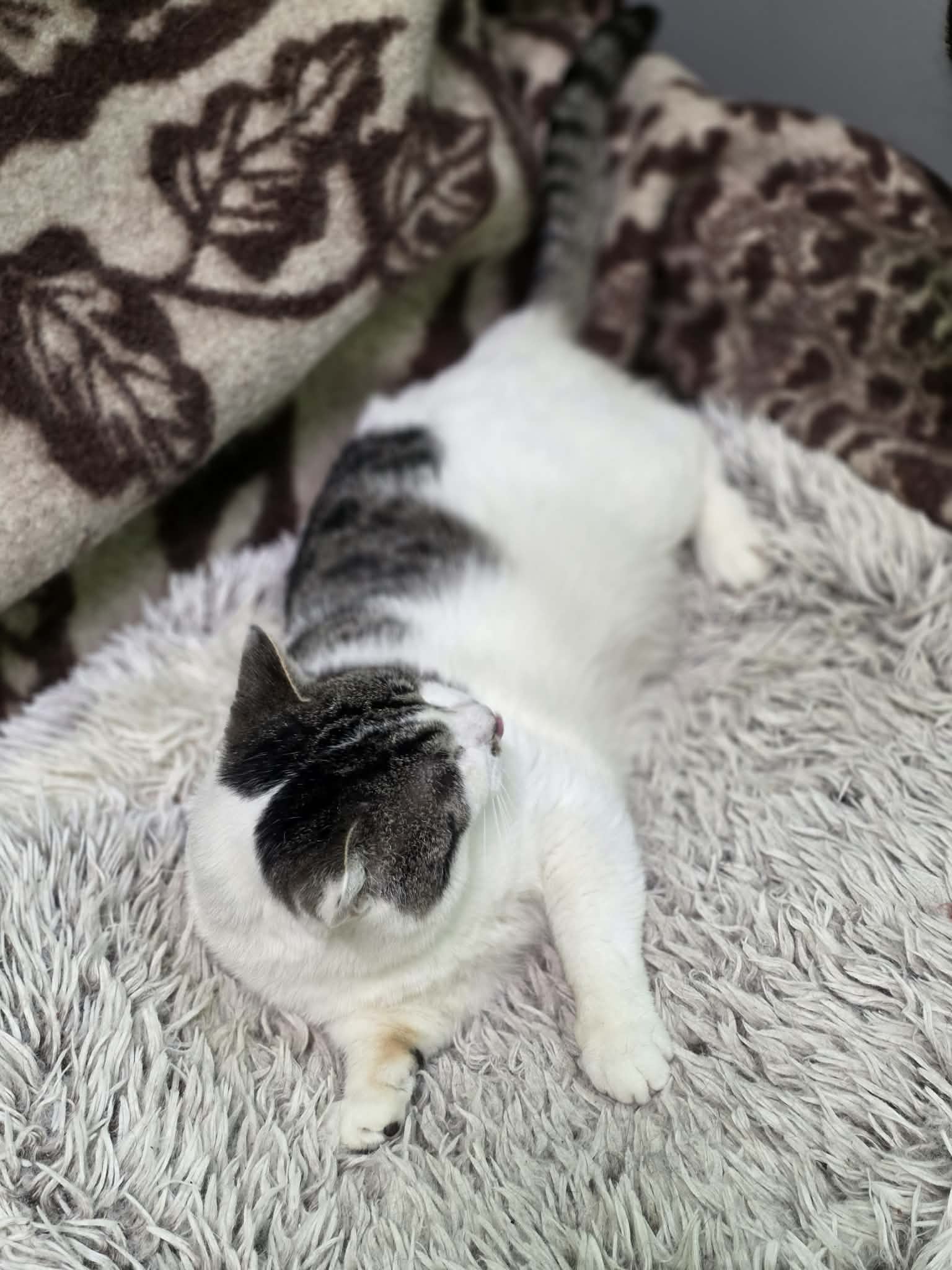 A black / dark gray and white cat is laying on a shag carpet