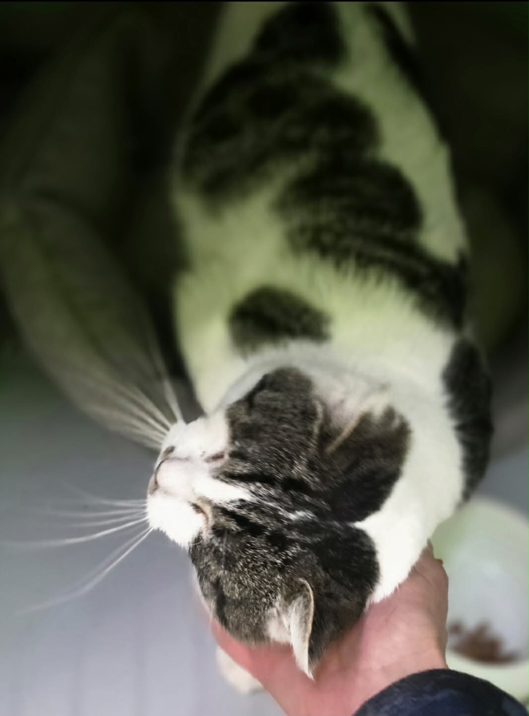 A picture taken from above a black and white cat shows a person scratching the cat's chin