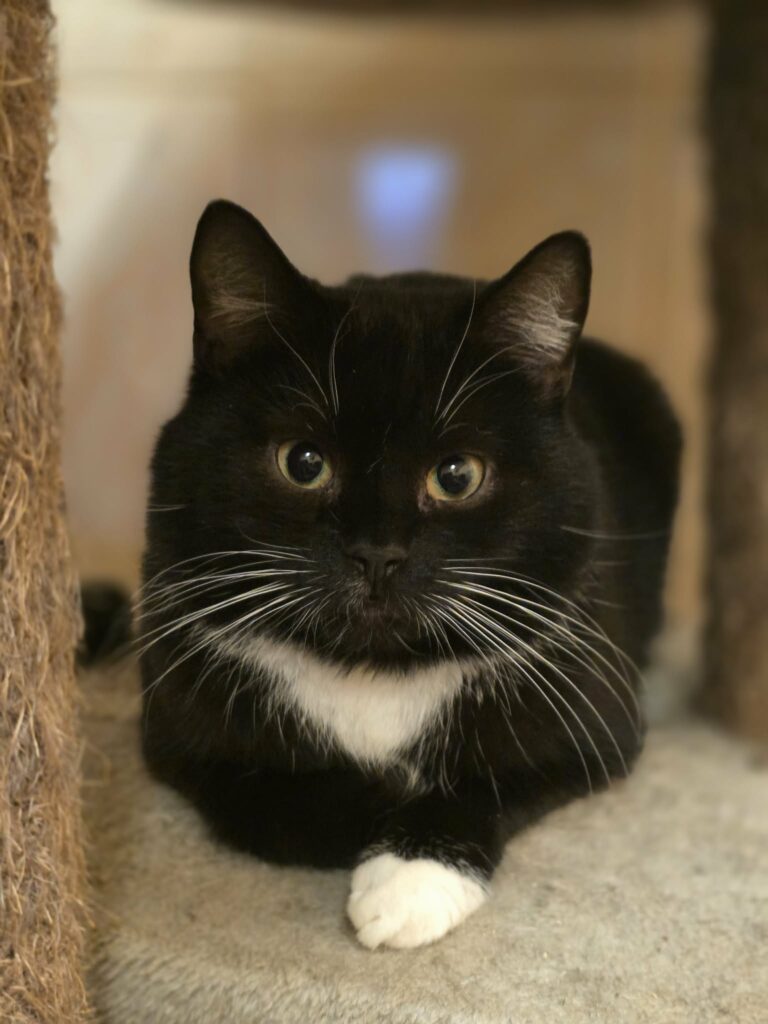 A tuxedo cat with white paws and a chest is sitting on a blanket. One paw is stretched out and you can see it is white