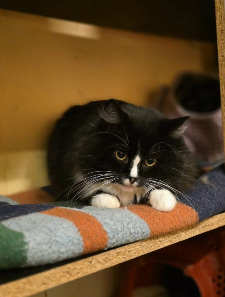 A young tuxedo cat is sitting on a blanket on a shelf