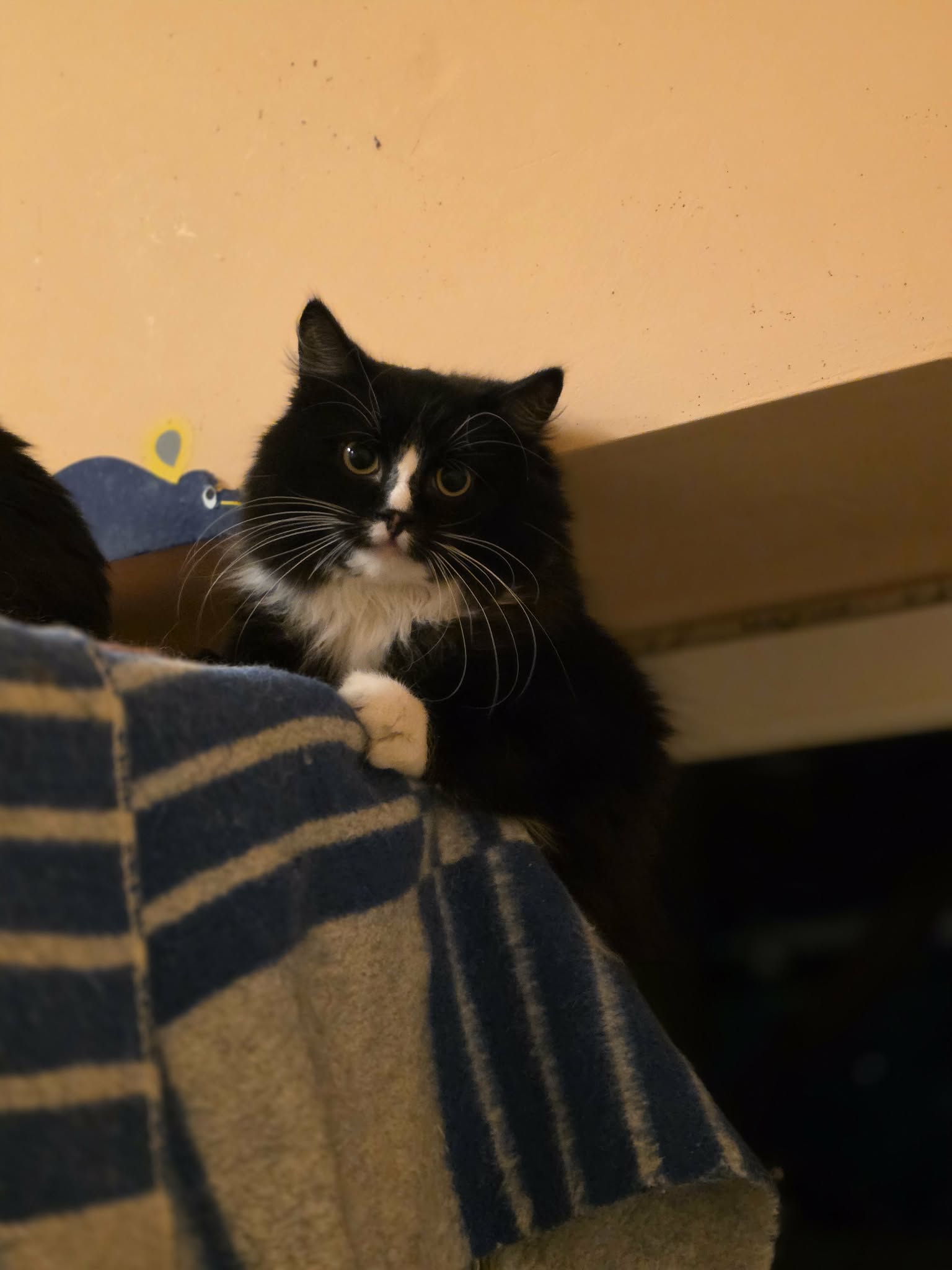 A young tuxedo cat is sitting on a blanket on a shelf