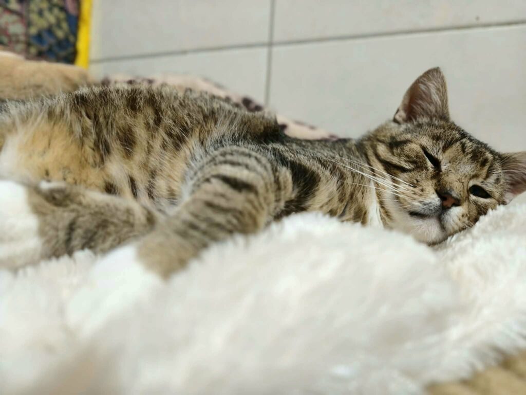 A gray tabby cat is sleeping on a soft white blanket