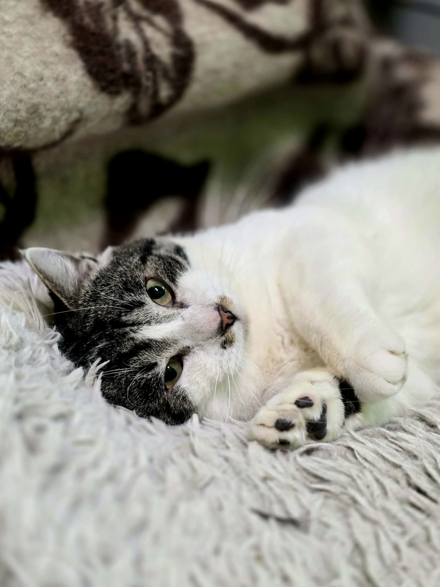 A black / dark gray and white cat is laying on a shag carpet