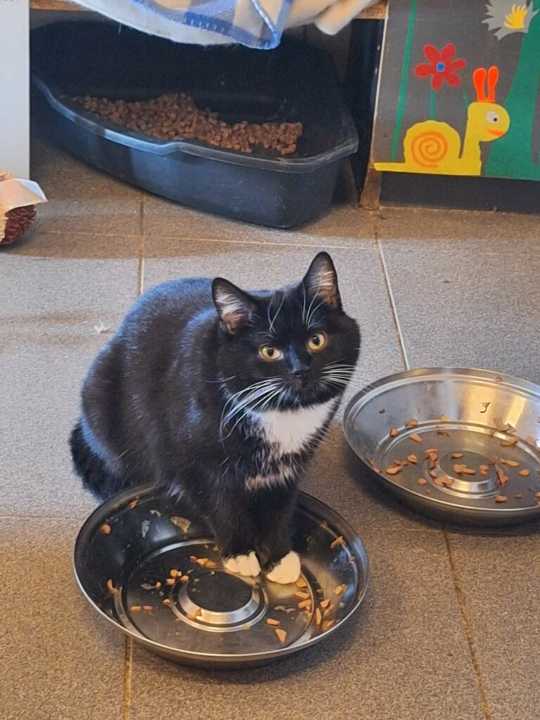 A tuxedo cat with white paws and a chest is standing in a food bowl