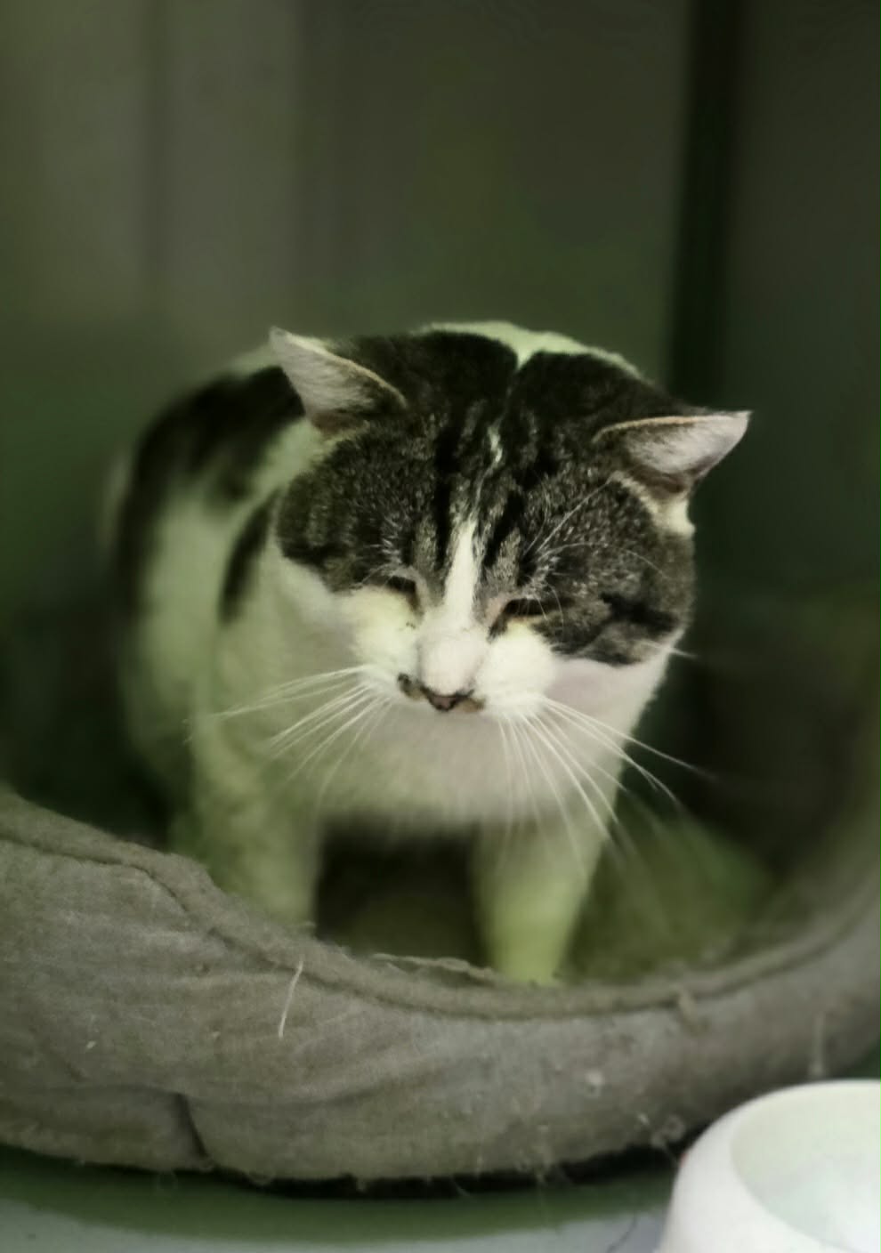 A black and white tabby cat is standing in a cat bed. His eyes are closed and he looks like he was just woken up