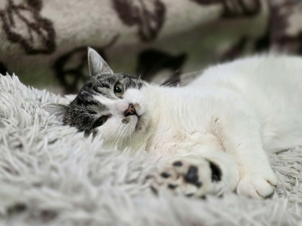A black / dark gray and white cat is laying on a shag carpet