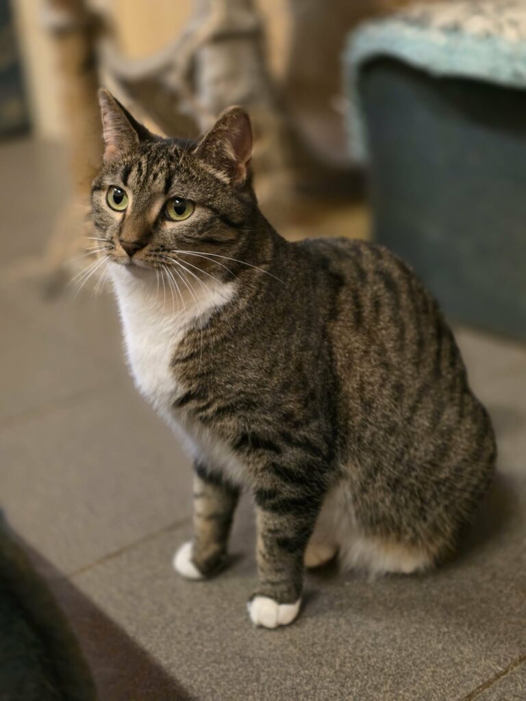 A gray striped tabby cat with a white chest and white paws is sitting on a floor